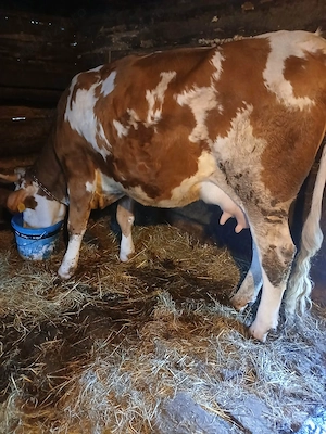 Vind juninca  baltata romaneasca  8- 9 litri cu vitea de 10 zile  sat  Galsa. 450 k   - imagine 3