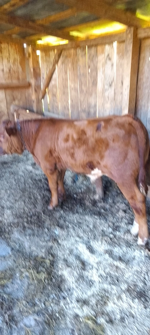 vând un tăuraș frumos 
