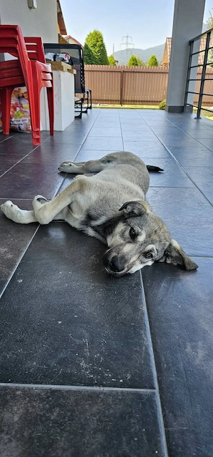 Kira isi cauta familie casa (adoptie)