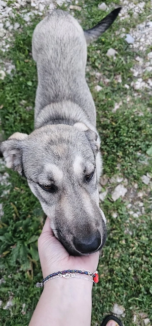 Kira isi cauta familie casa (adoptie) - imagine 2