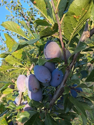 vând prune 