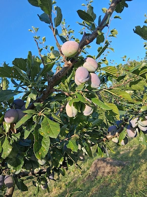 vând prune 