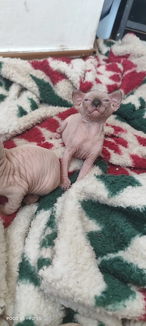 Pisici Sphinx, Sphynx, Sfinx  - imagine 3