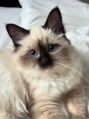 Ragdoll superbi  - imagine 2