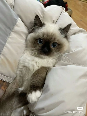 Ragdoll blue point - imagine 3