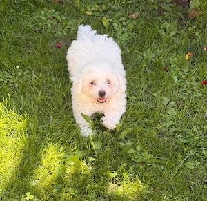 Bichon frise 