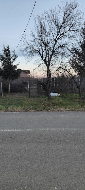 800 mp Clinceni Ordoreanu stradal