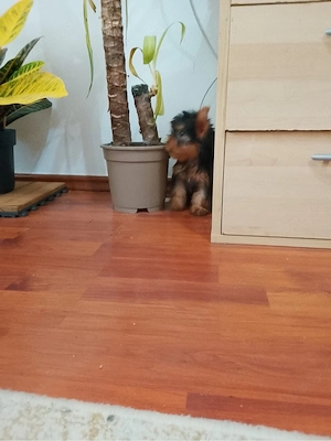 yorkshire terrier toy, 2 vaccinuri - imagine 2