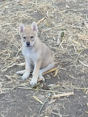 Pui Câine Lup Cehoslovac de vânzare