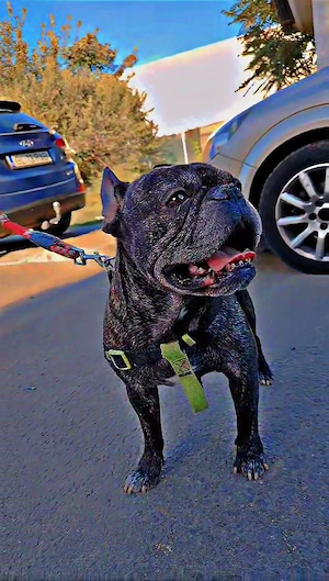 Adopție !Cautam o familie! 