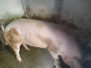Vind purcea 190 , 200 kg 