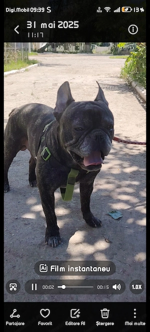 Adopție !Cautam o familie!  - imagine 4