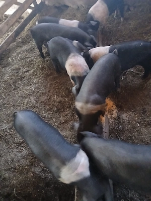 purcei de vânzare  crescuți în propria gospodărie  - imagine 3
