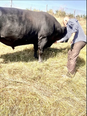 Taur Angus Rasa Pura 1000kg