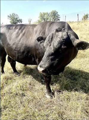 Taur Angus Rasa Pura 1000kg - imagine 2