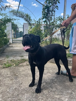 De vanzare femela rasa Cane Corso