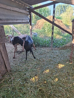 Vând țap Anglo Nubian și capre Anglo Nubian F2 - imagine 3