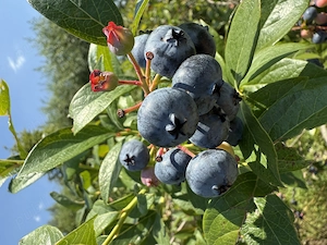 Afine de cultură 100% bio la preț de producător 
