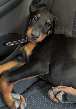 Pui Doberman mascul de vanzare