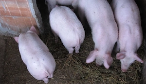Vand purcei Duroc si Petrain