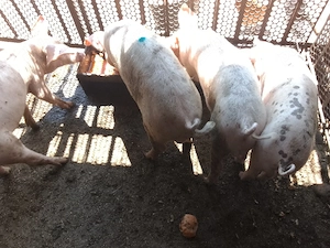 porci de vanzare 