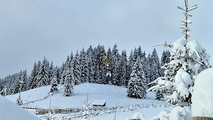 Teren de 3,25 ha de vânzare în Valea Putnei, oportunitate in Bucovina - imagine 4