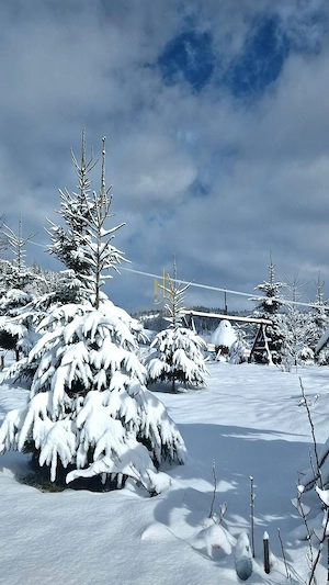 Teren de 3,25 ha de vânzare în Valea Putnei, oportunitate in Bucovina - imagine 6