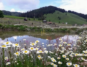 Teren de 3,25 ha de vânzare în Valea Putnei, oportunitate in Bucovina - imagine 3