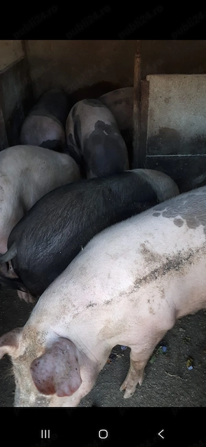 Vand porci grasi de sacrificat - imagine 2