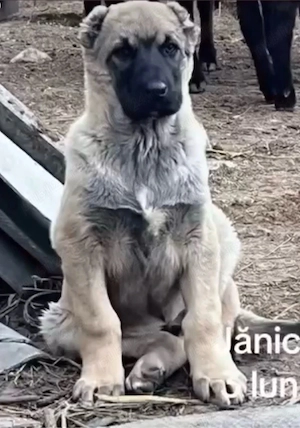 kangal alabai volkodav ciobanesc 