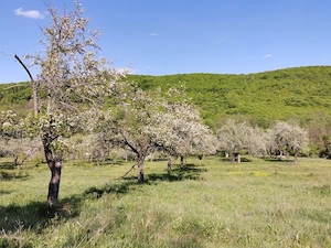 Teren de Vânzare, Budeasa Mica – Potrivit pentru Casă de Vacanță sau Investiție - imagine 15