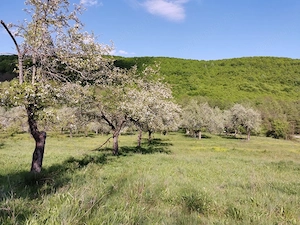 Teren de Vânzare, Budeasa Mica – Potrivit pentru Casă de Vacanță sau Investiție - imagine 11