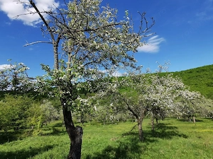 Teren de Vânzare, Budeasa Mica – Potrivit pentru Casă de Vacanță sau Investiție - imagine 9