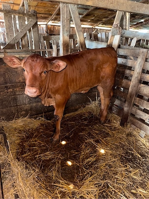 De vânzare vacă Limousin cu vițea - imagine 4