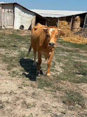 De vânzare vacă Limousin cu vițea - imagine 5