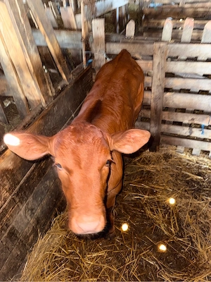 De vânzare vacă Limousin cu vițea - imagine 2