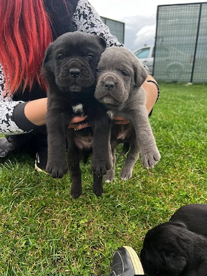 femela Cane corso 