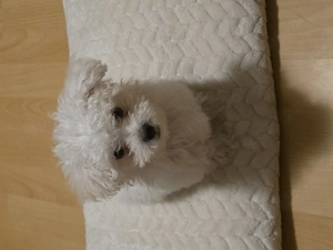 Pet walker lugoj