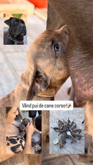 Vand pui cane corso - imagine 2