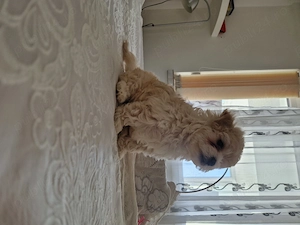 Pui de bichon mini 7 săptămâni