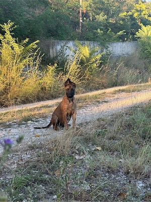 Pui Malinois 