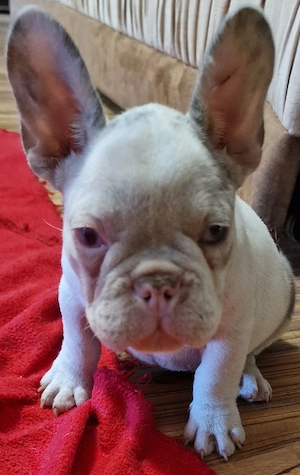 Bulldog Francez cu Pedigree