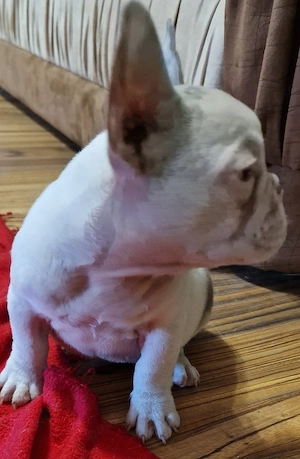 Bulldog Francez cu Pedigree - imagine 3