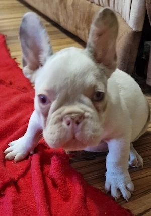 Bulldog Francez cu Pedigree - imagine 2