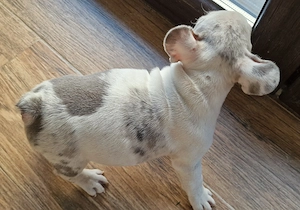 Bulldog Francez cu Pedigree - imagine 5