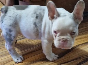 Bulldog Francez cu Pedigree - imagine 4
