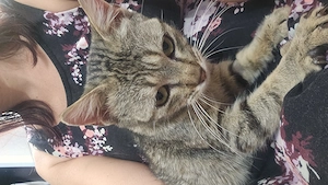 Dau în adopție pisoi 2 ani  - imagine 4