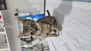 Dau în adopție pisoi 2 ani  - imagine 3