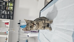 Dau în adopție pisoi 2 ani  - imagine 2