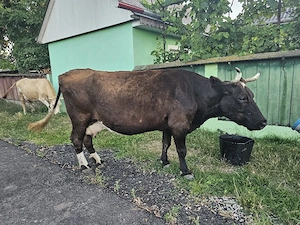 Vaca gestanta 9 luni 